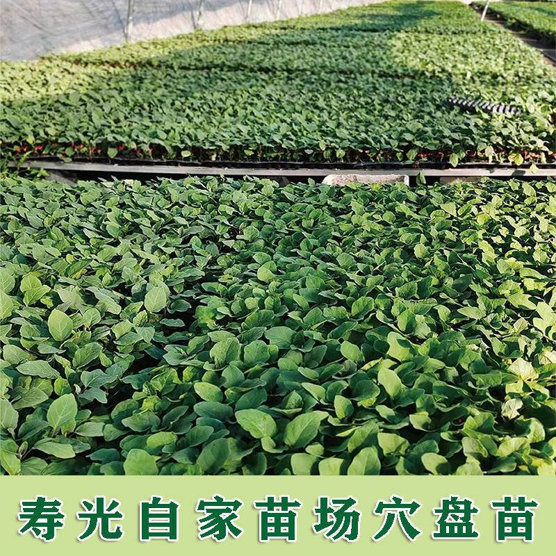 精品茄子苗嫁接茄子苗壮苗发货根系发达量大从优欢迎咨询