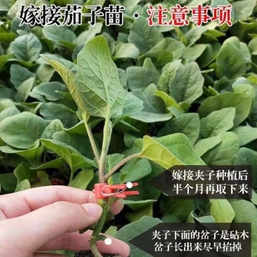 精品茄子苗嫁接茄子苗壮苗发货根系发达量大从优欢迎咨询