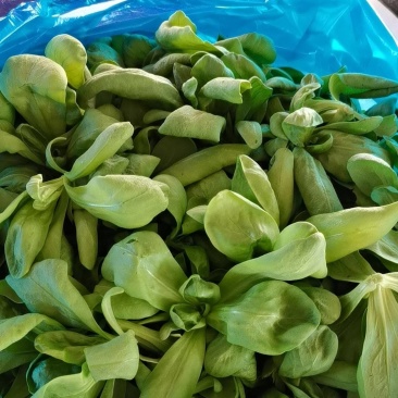 南通通州区大叶茼蒿菜/蓬蒿菜，常年种植，质量保证物美价廉