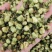 山茶花茶精选干山茶花云南白山茶花泡茶泡水山茶花干花产地直