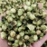 山茶花茶精选干山茶花云南白山茶花泡茶泡水山茶花干花产地直