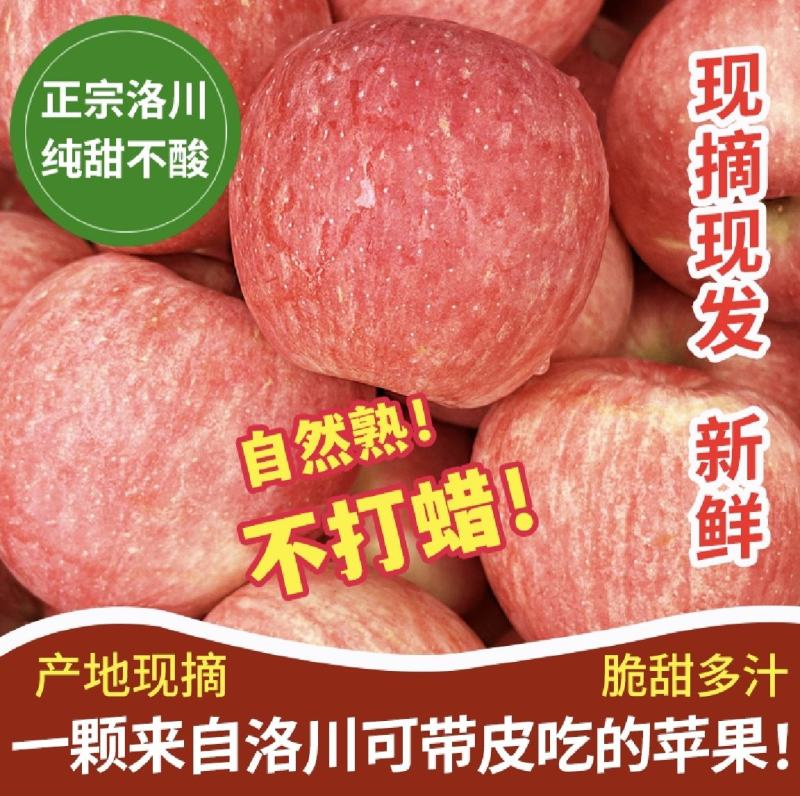 陕西洛川苹果，红富士苹果，中秋王，产地直供市场、电商平台