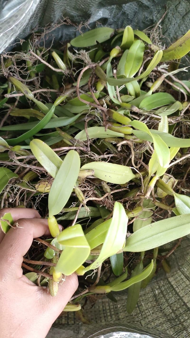 石橄榄