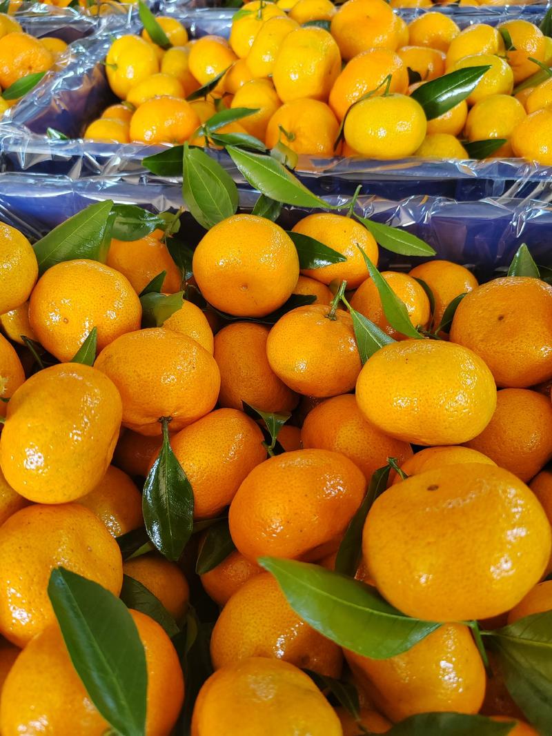 广西本地早（新余蜜橘）产地供货，皮薄化渣，量大价优