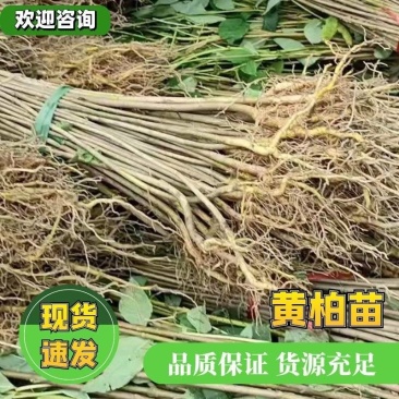 供应中药材川黄柏苗规格多样化，数量规摸化，可供不同客户。