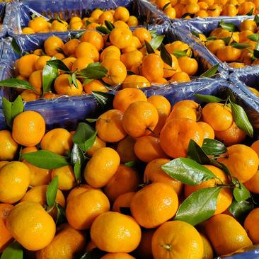 广西本地早（新余蜜橘）产地供货，皮薄化渣，量大价优
