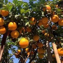 江西赣州有名的。赣南脐橙。大量上市欢迎批发