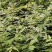 供应中药材川黄柏苗规格多样化，数量规摸化，可供不同客户。