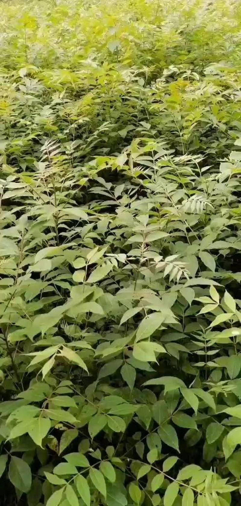 供应中药材川黄柏苗规格多样化，数量规摸化，可供不同客户。