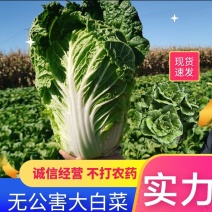 【精品大白菜】大量有货可供应超市档口市场等欢迎订购