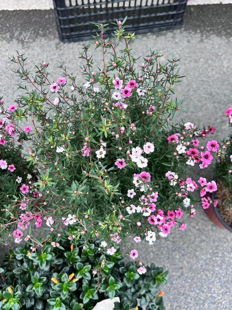 松红梅澳洲三色梅盆栽苗室内阳台耐热四季绿植开花植物