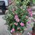 松红梅澳洲三色梅盆栽苗室内阳台耐热四季绿植开花植物