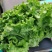 山东精品叶生菜大量上市品质保证一手货源量大从优