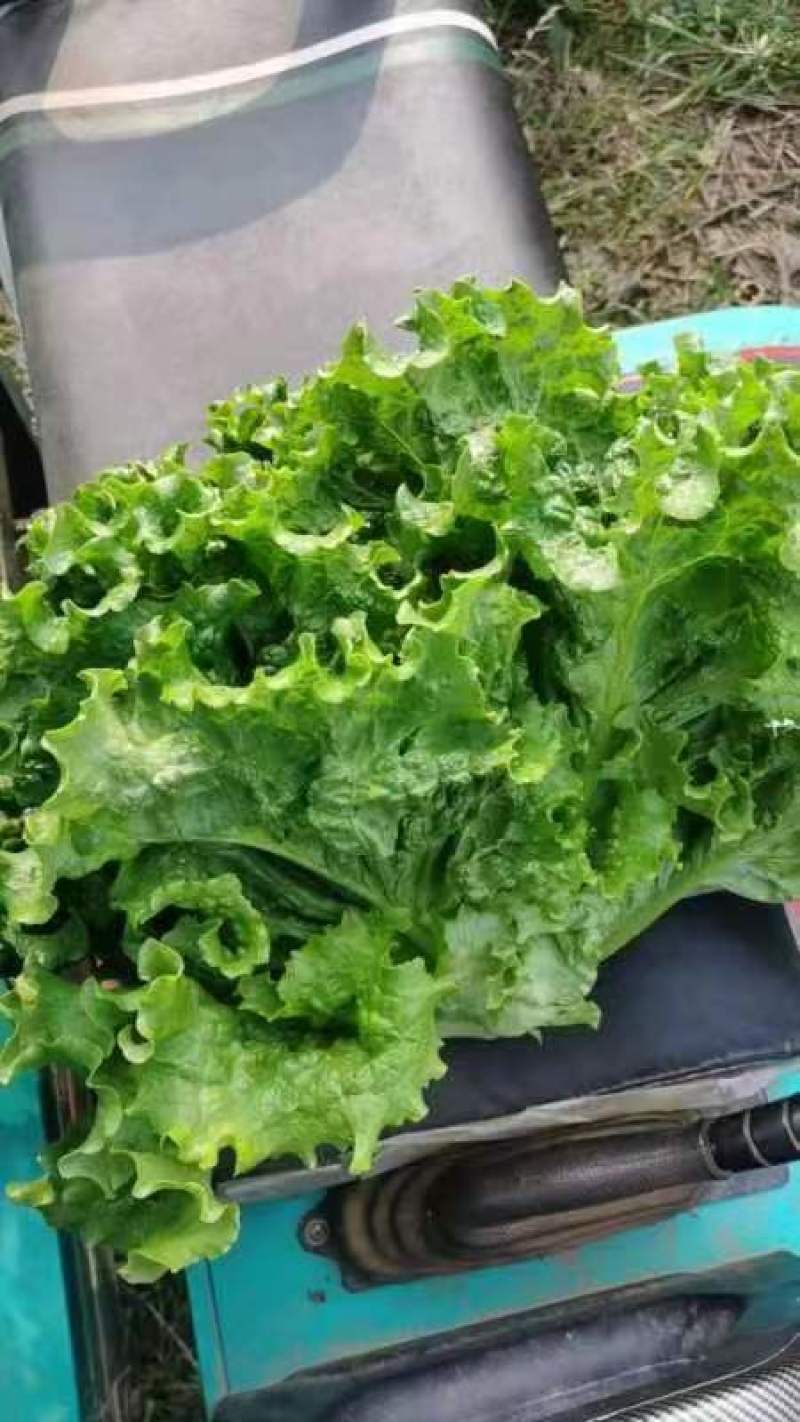 山东精品叶生菜大量上市品质保证一手货源量大从优