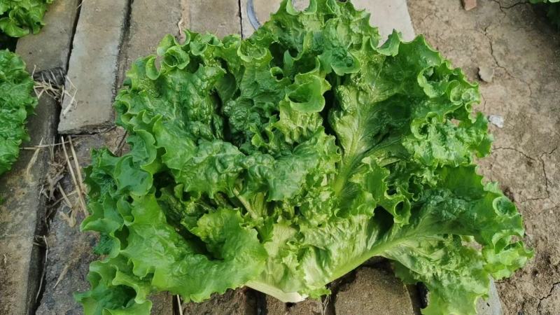 山东精品叶生菜大量上市品质保证一手货源量大从优