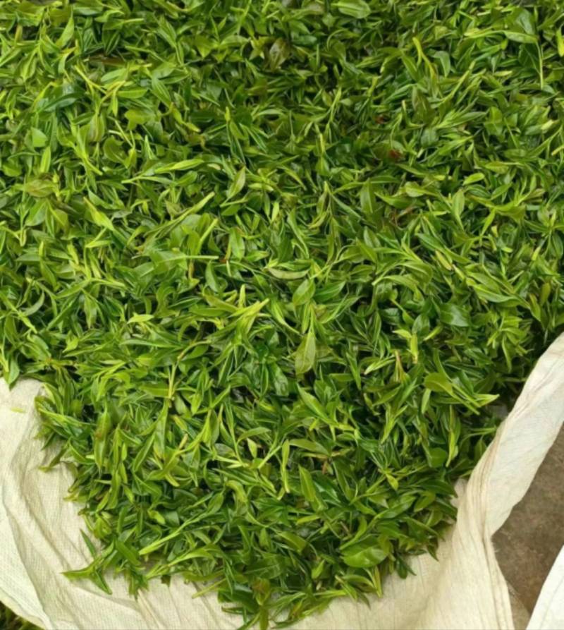 云南临沧野生红茶2026年春茶3吨自家茶可实地考察