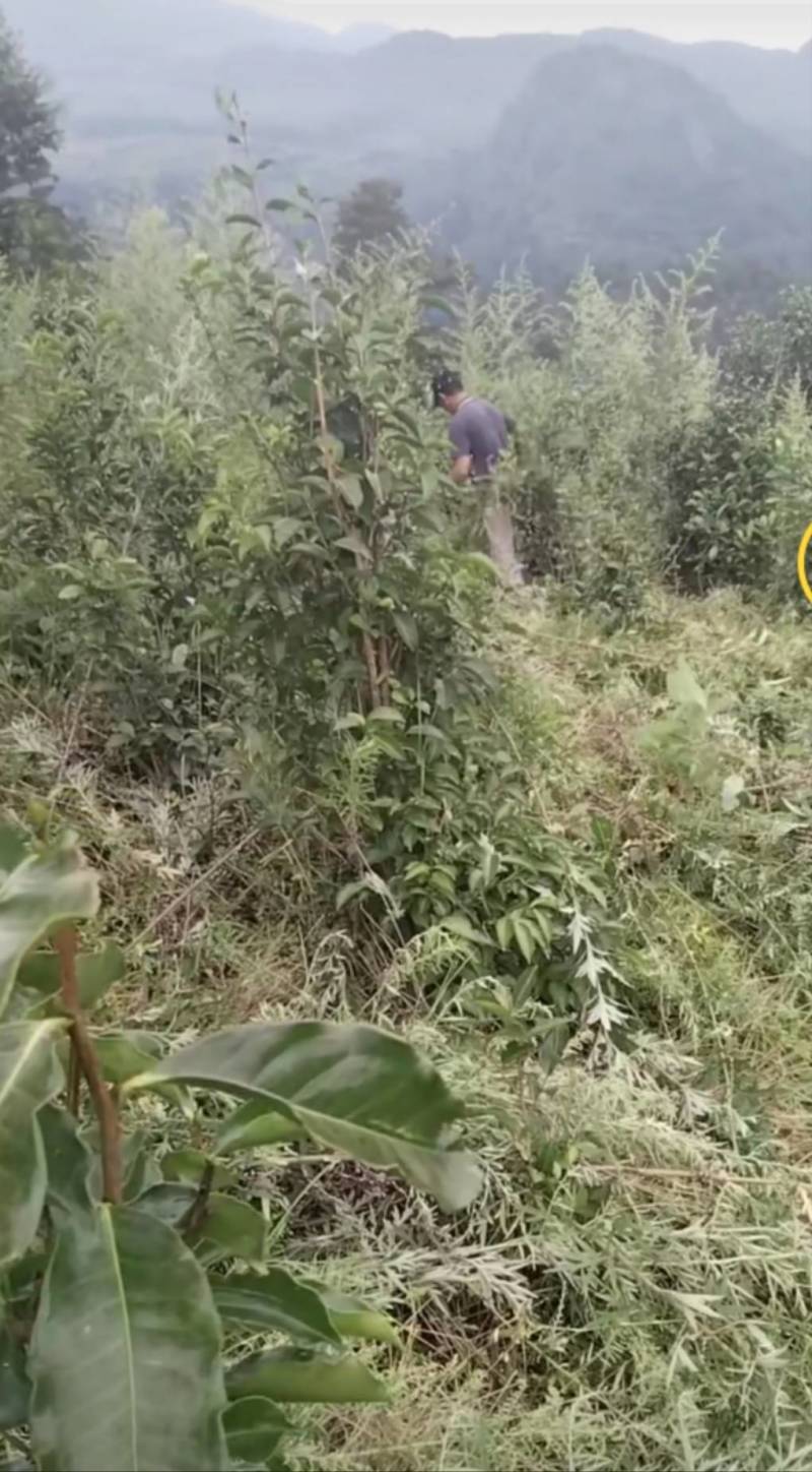 云南临沧野生红茶2026年春茶3吨自家茶可实地考察