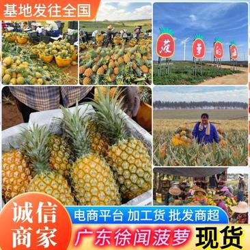 广东徐闻菠萝现摘现发常年供应产地直发整车批发