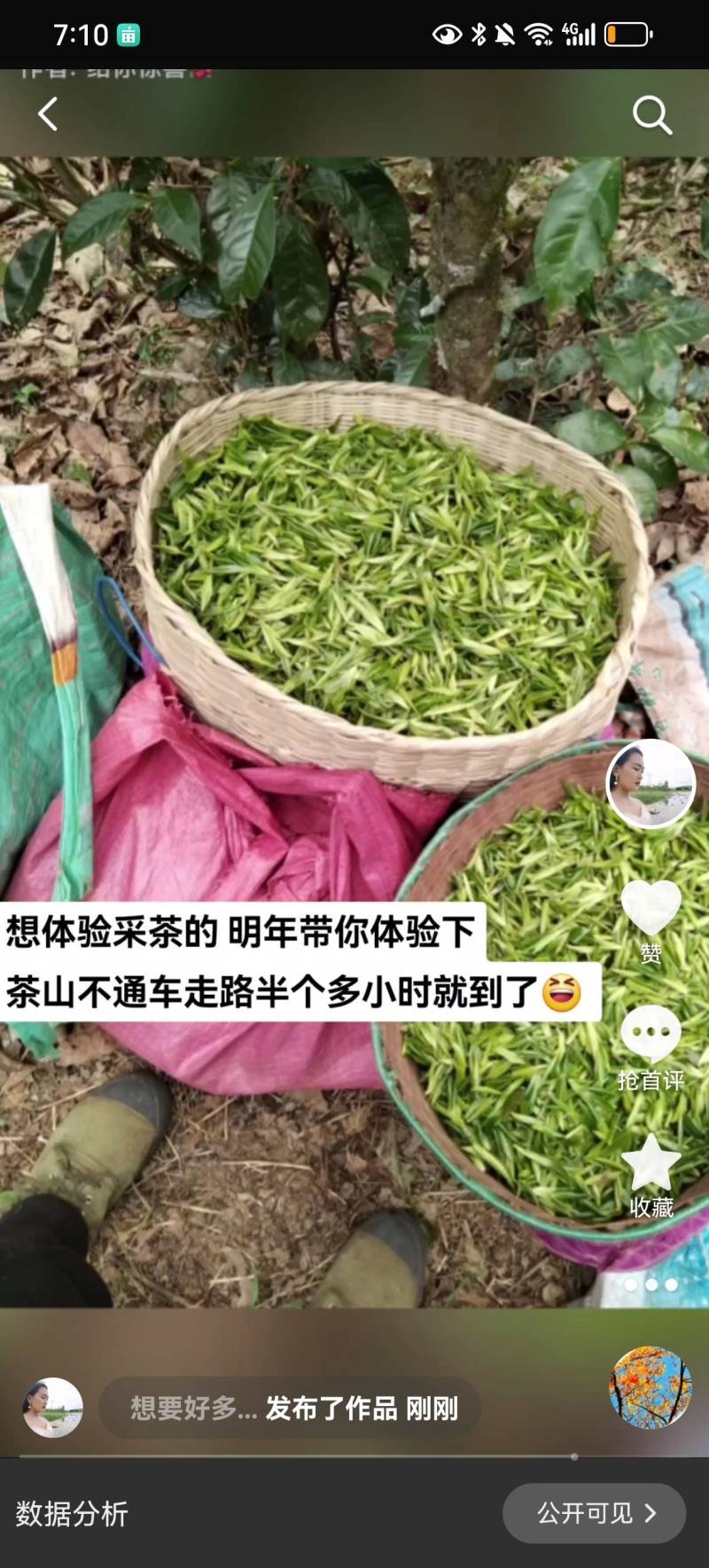 云南临沧野生红茶2026年春茶3吨自家茶可实地考察