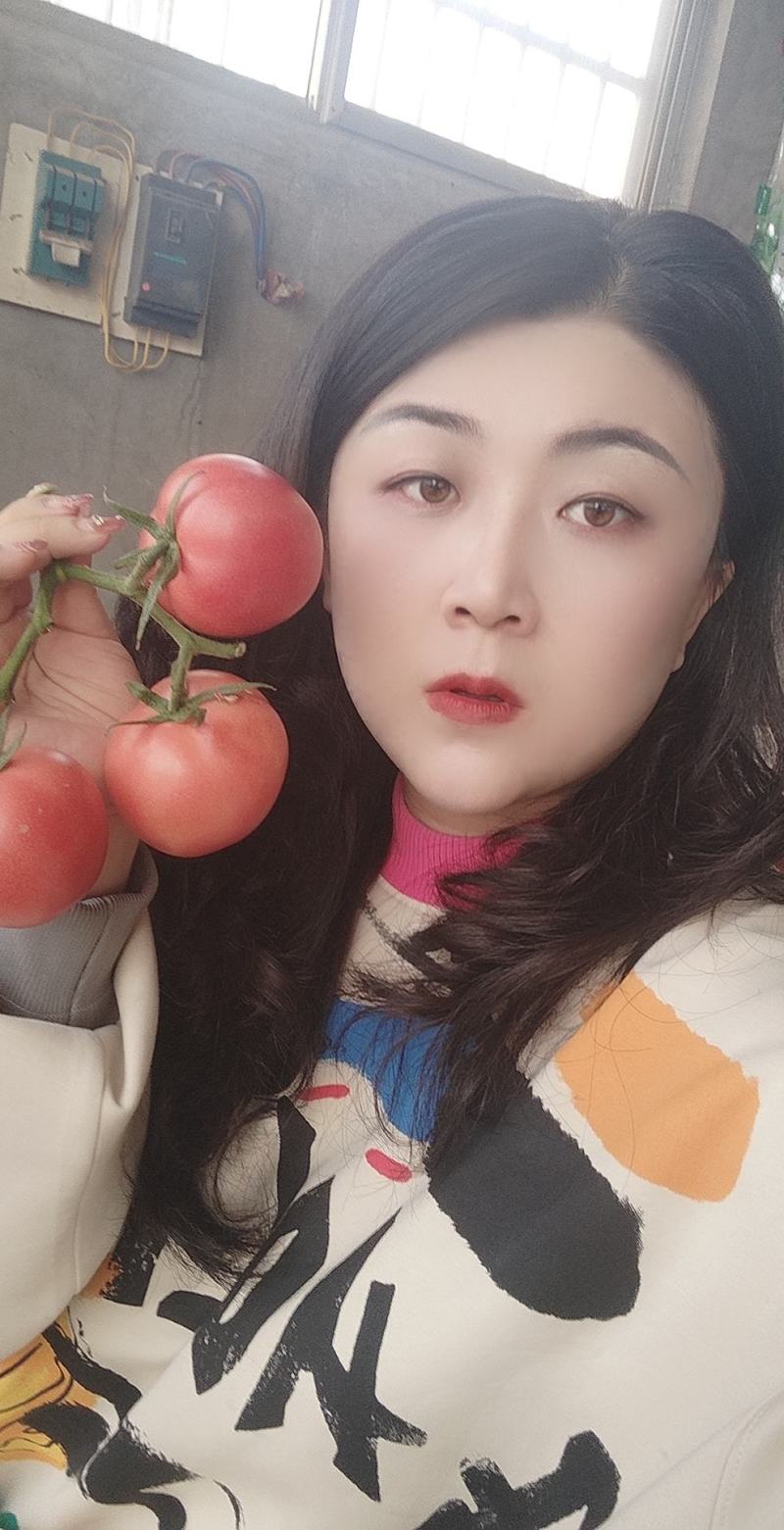 {优选}费县硬粉西红柿，暖棚硬粉果型好，硬度高耐运输，产