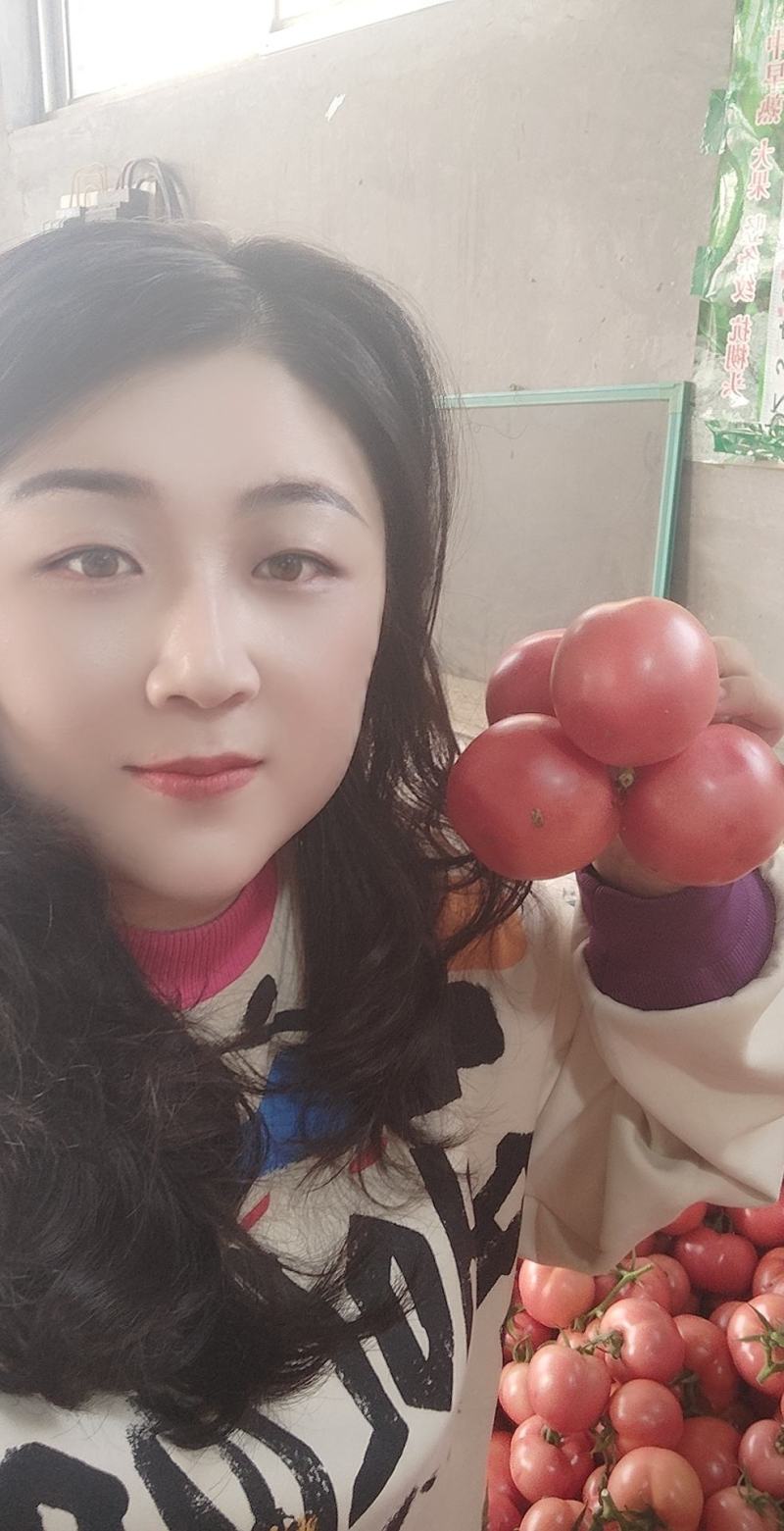{优选}费县硬粉西红柿，暖棚硬粉果型好，硬度高耐运输，产