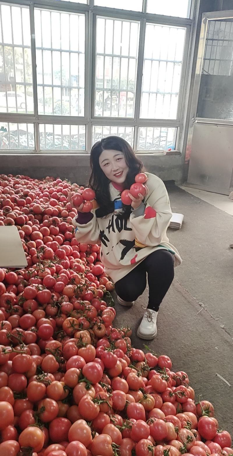 {优选}费县硬粉西红柿，暖棚硬粉果型好，硬度高耐运输，产