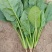 【精品】山东大叶菠菜大量上市产地直供品质保障