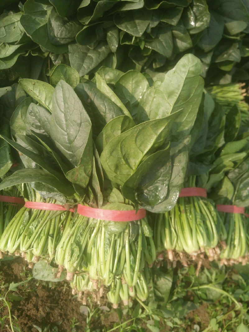 【精品】山东大叶菠菜大量上市产地直供品质保障