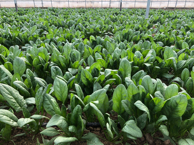 【精品】山东大叶菠菜大量上市产地直供品质保障