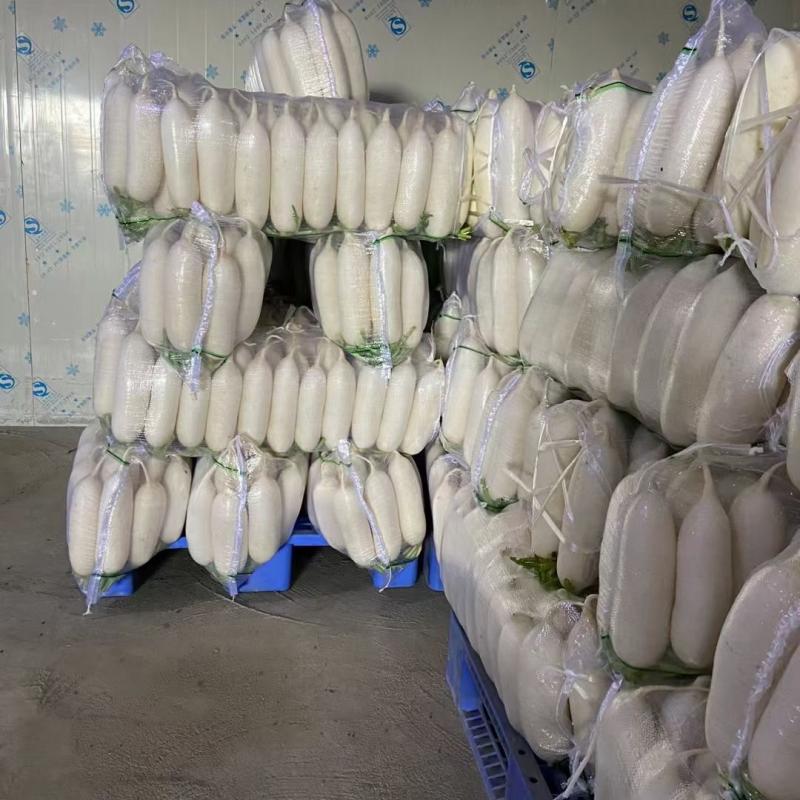 湖北沙洋白萝卜货源充足产地直发质量保证