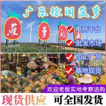 《精选》徐闻菠萝现货供应常年有货电商批发加工货