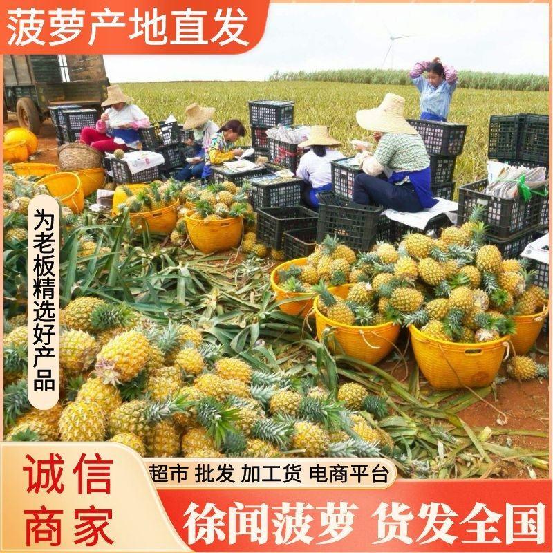 广东徐闻《香水菠萝》电商平台批发市场商城加工厂