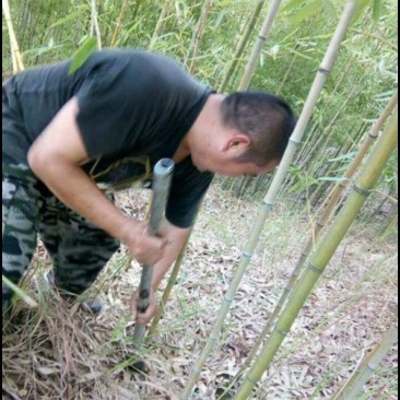 斑竹