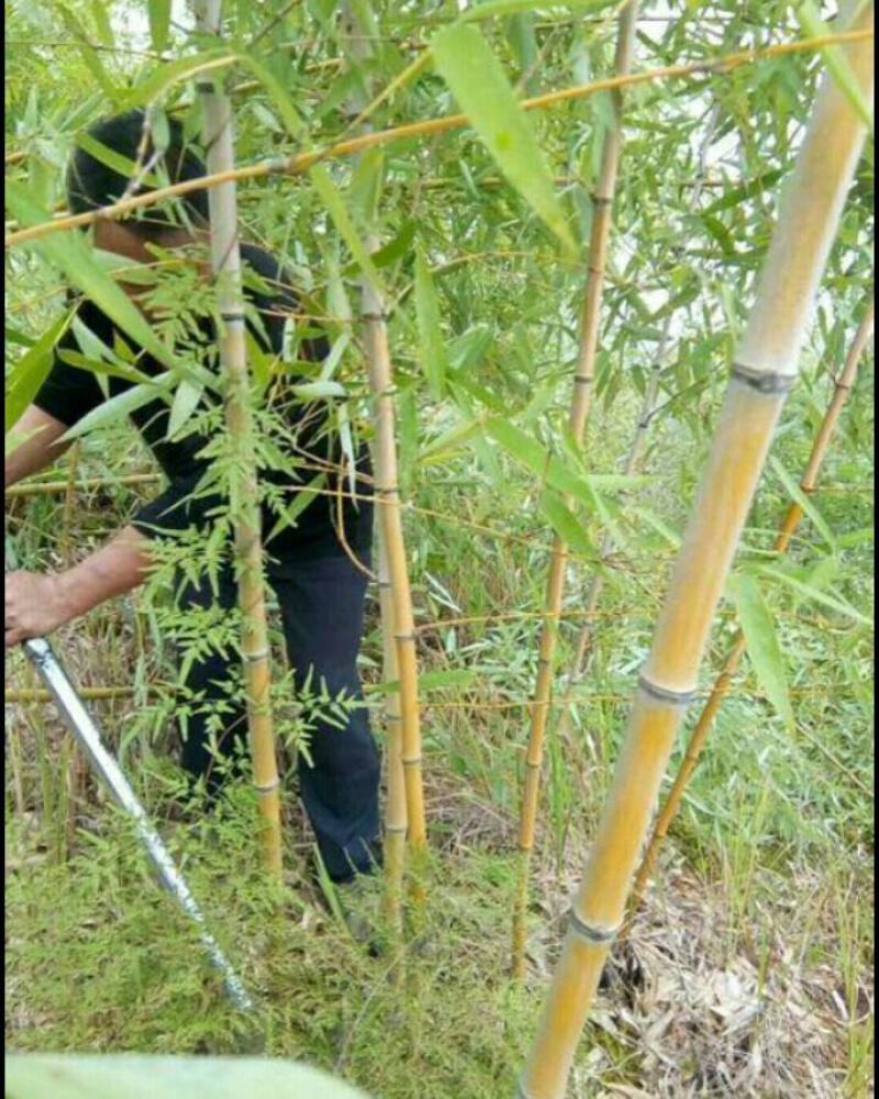 斑竹
