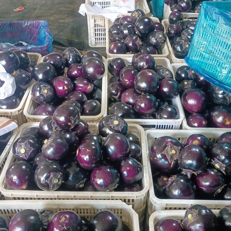 圆茄，圆茄子山东日走货40万斤可供商超电商市场小车