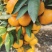 早熟蜜橘无核无渣皮薄味甜产地直供货源充足质量保证量大从优