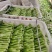 【新鲜上市】广东菜心鲜嫩清甜菜心菜苔绿叶对接商超市场