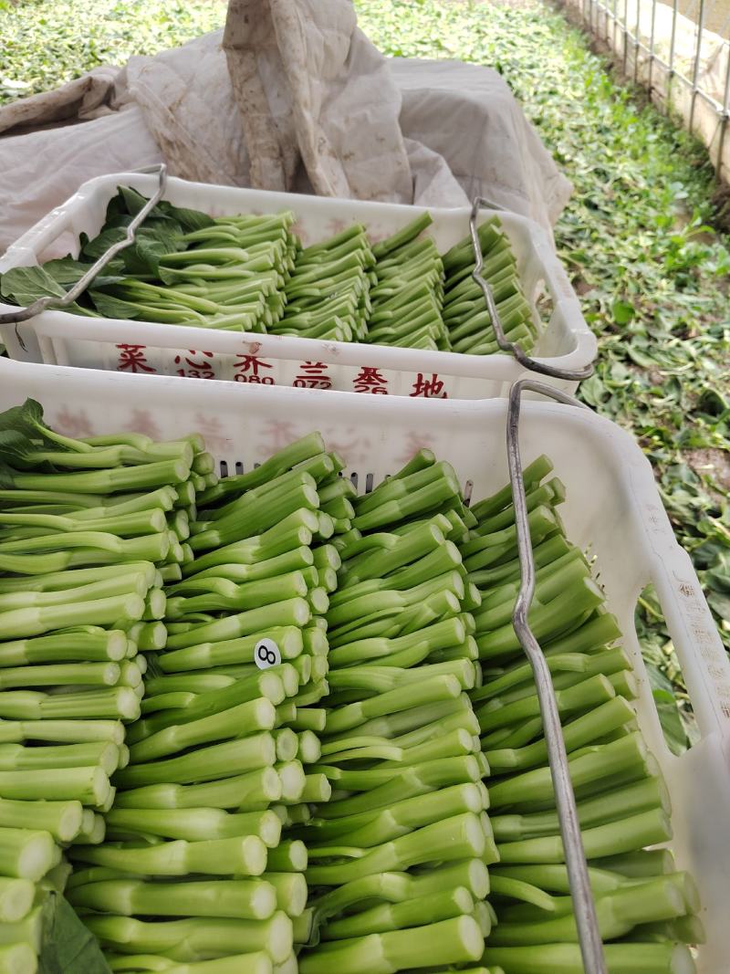 【新鲜上市】广东菜心鲜嫩清甜菜心菜苔绿叶对接商超市场