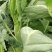 【新鲜上市】广东菜心鲜嫩清甜菜心菜苔绿叶对接商超市场