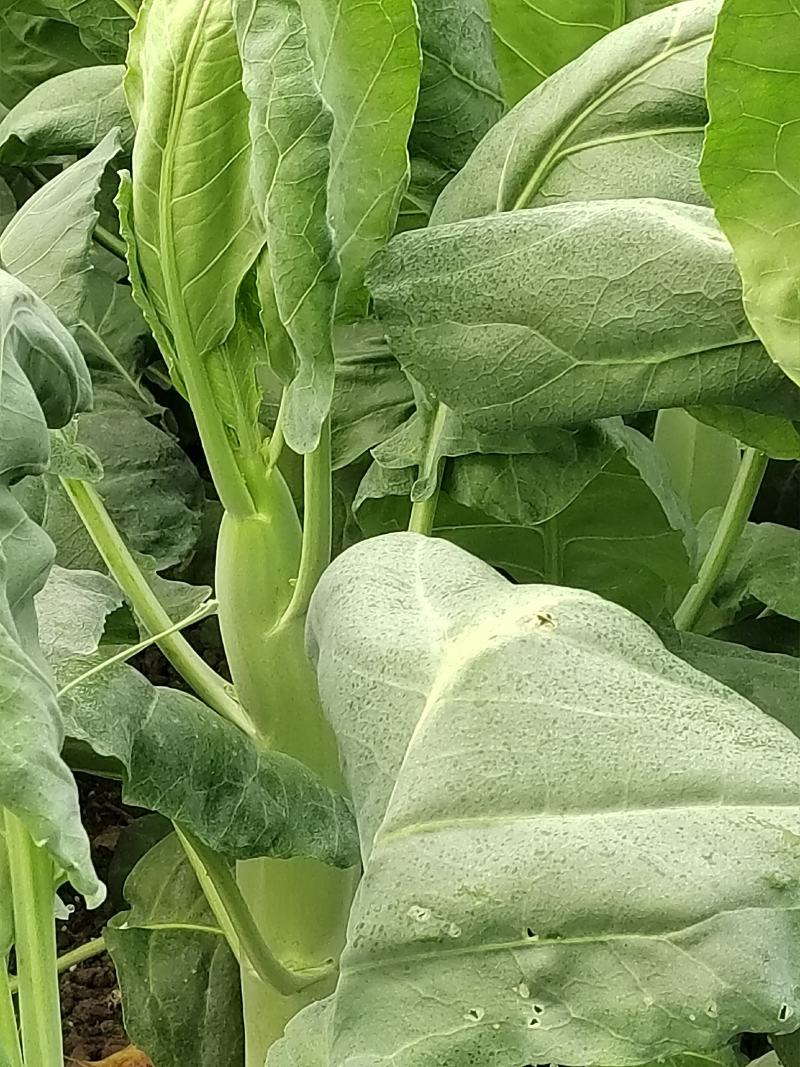 【新鲜上市】广东菜心鲜嫩清甜菜心菜苔绿叶对接商超市场