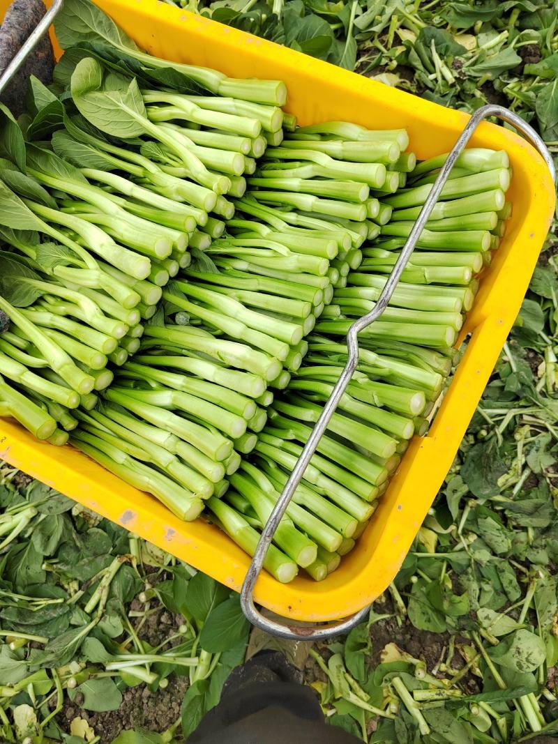 【新鲜上市】广东菜心鲜嫩清甜菜心菜苔绿叶对接商超市场