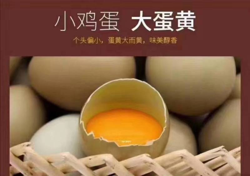 七彩山鸡蛋自家养殖品质保证全国发货诚信经营