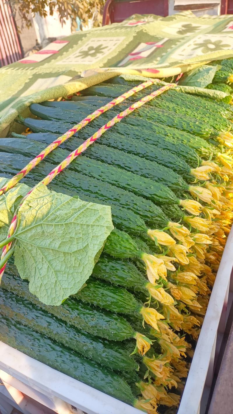 莘县暖棚一级精品鲜花黄瓜