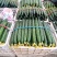 莘县暖棚一级精品鲜花黄瓜