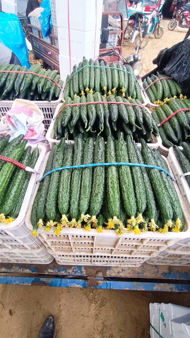 莘县暖棚一级精品鲜花黄瓜