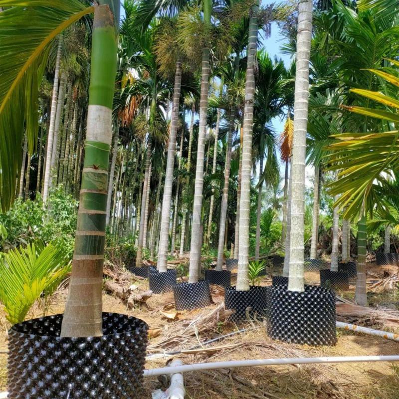 阻根板植树控根器盆景排水透气控黑色围树板园林绿化美观围树