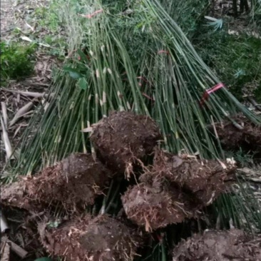 凤尾竹竹苗/各种竹苗/各种规格齐全/基地批发/欢迎电联