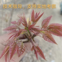 红油香椿苗香椿苗