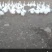 大鹅