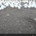 大鹅